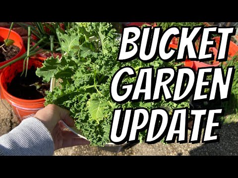 Growing Our Own Food | Bucket/ Container Garden Tour | How It's Going & A Sad Update | RIP Arugula