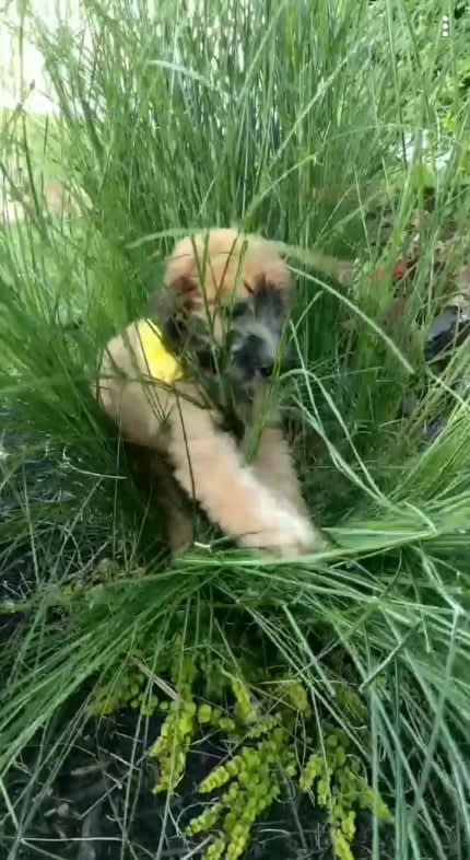Puppy hates landscaping