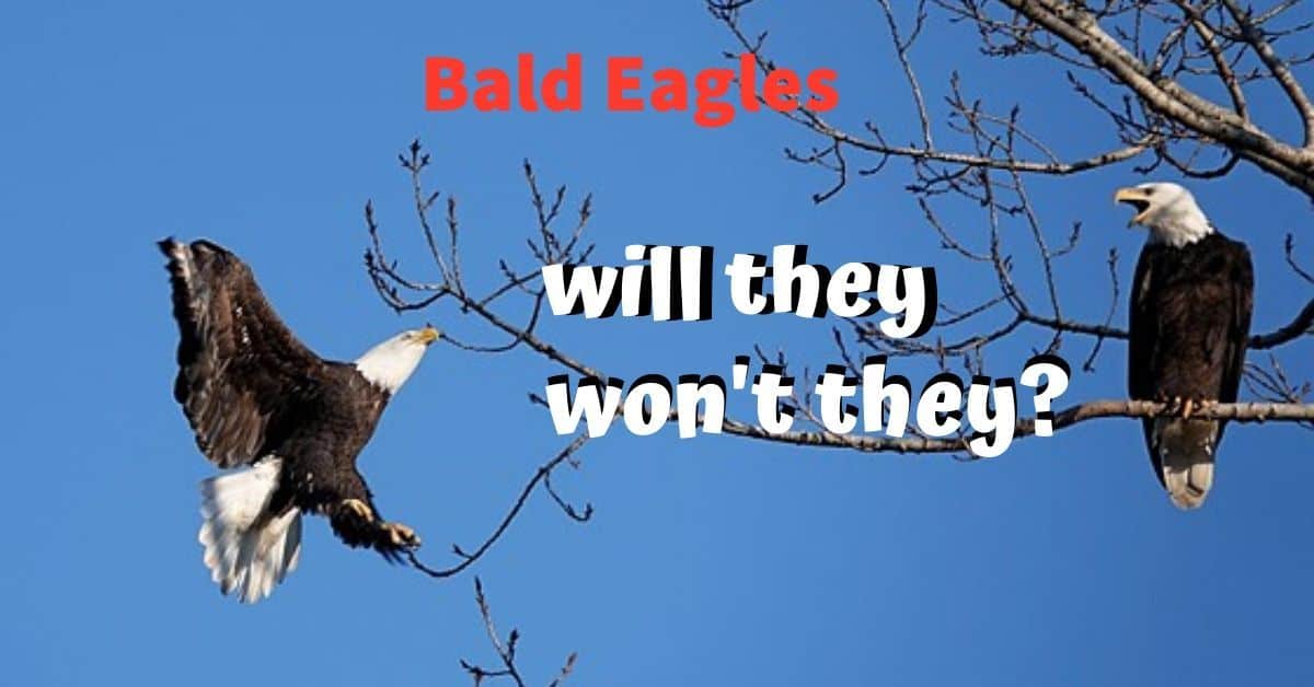 Bald Eagles: will they, won't they?
