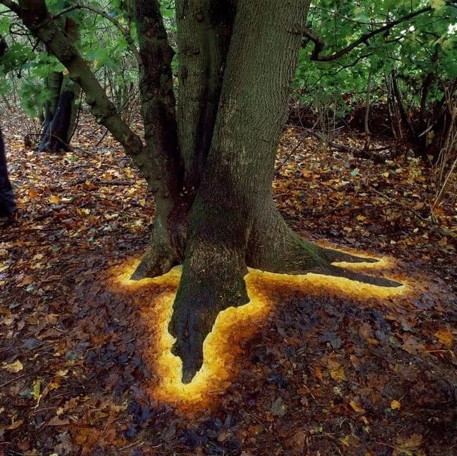 Glowing base of tree made by arranging its leaves