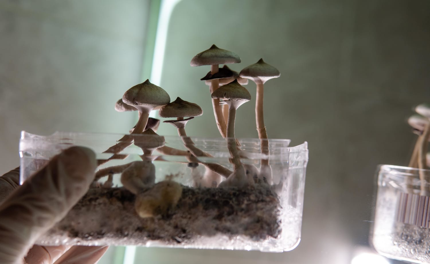 What will 'psychedelic therapy' look like when it's legalized?