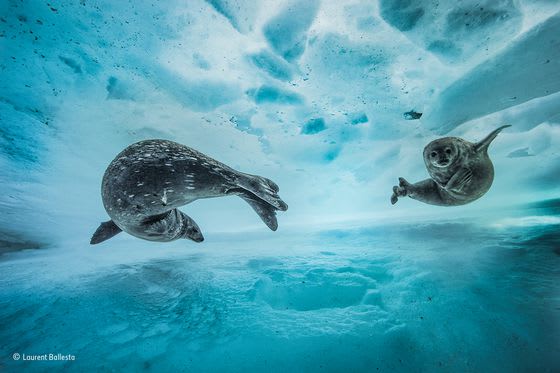 These beautiful photos speak loud and clear for wildlife