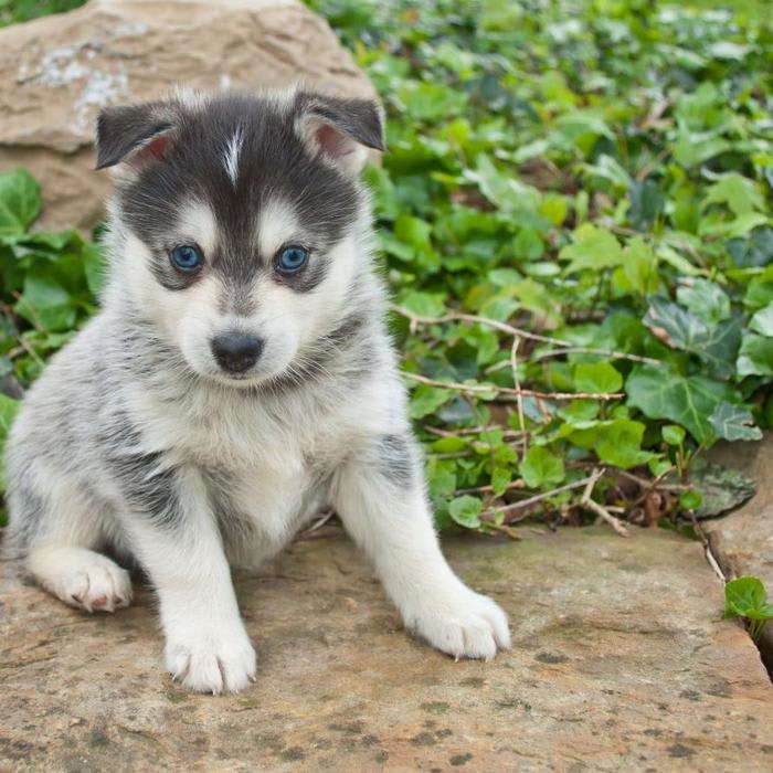 Pomsky Dog, Breed, nutrition and training information