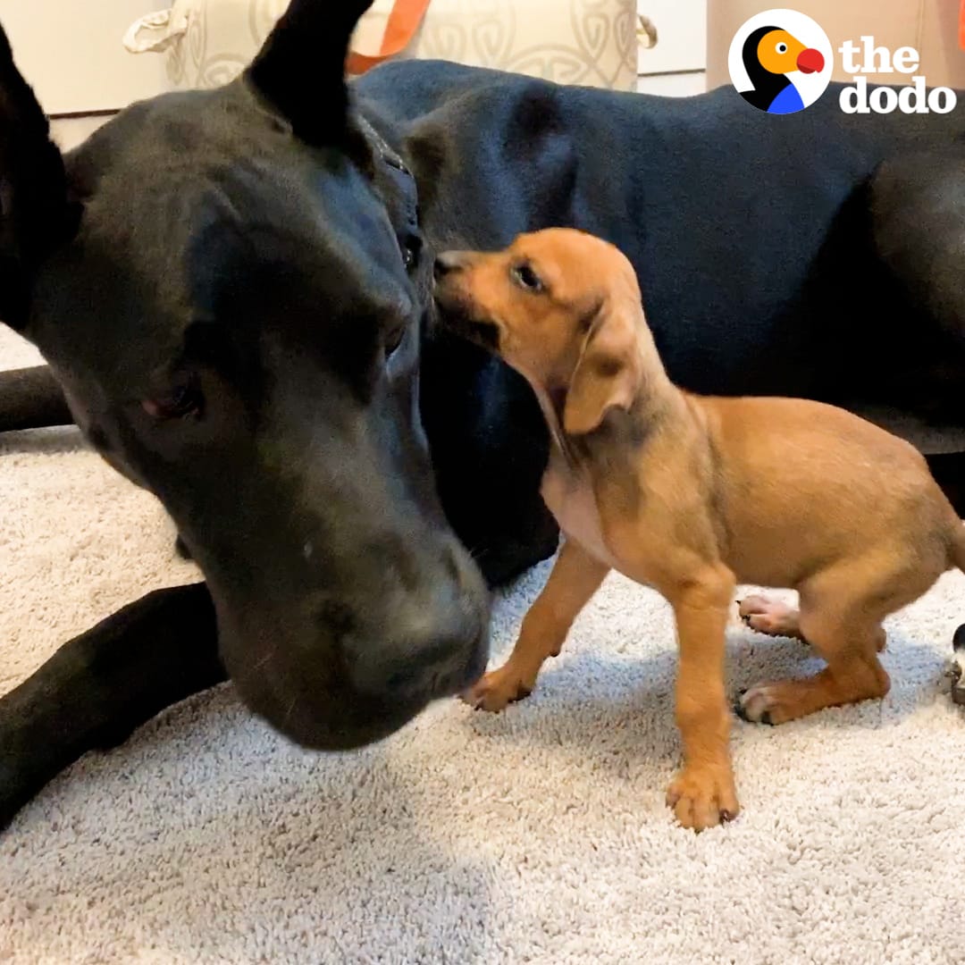 Tiny puppy + 120-pound great Dane = ❤️️❤️️❤️️