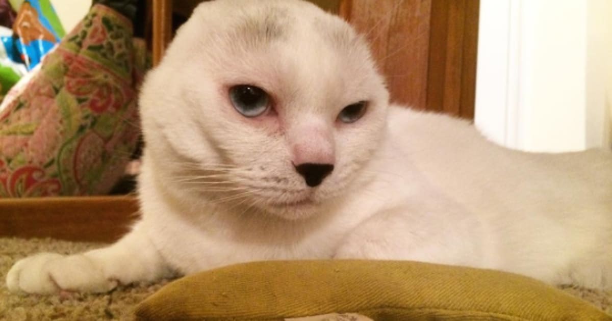 Otitis the senior cat gets a second chance after the loss of his ears