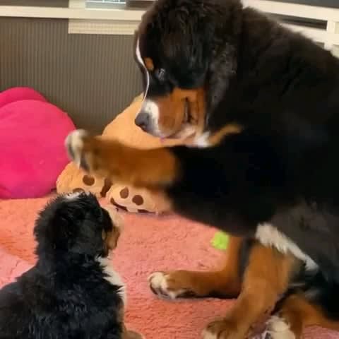 Dog's sweet display of affection to the pup