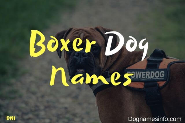 Unique Boxer Dog Names: 205+ Most Badass Male and Female Puppies