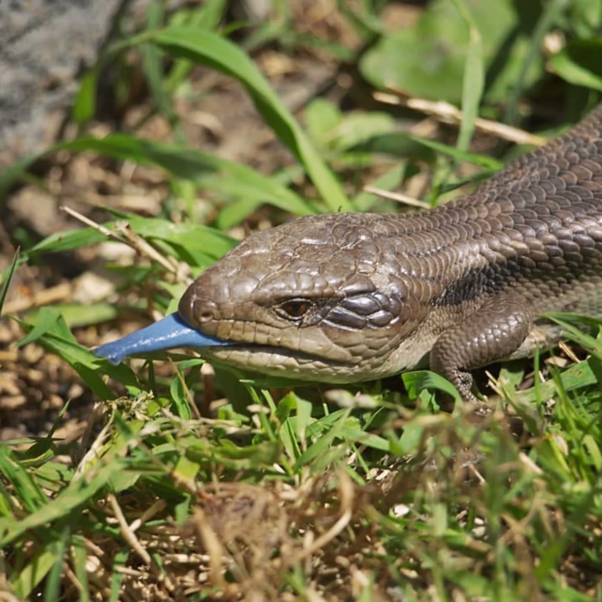 Just Look At That Fabulous Blue Tongue These Lizards Are Named After 