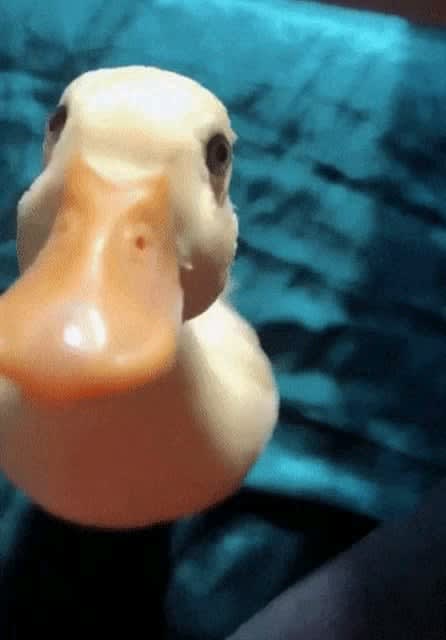 A friendly little duck saying hello!
