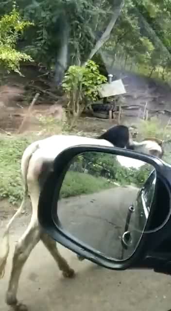 It’s not everyday that you can see a monkey riding a bull [Costa Rica]