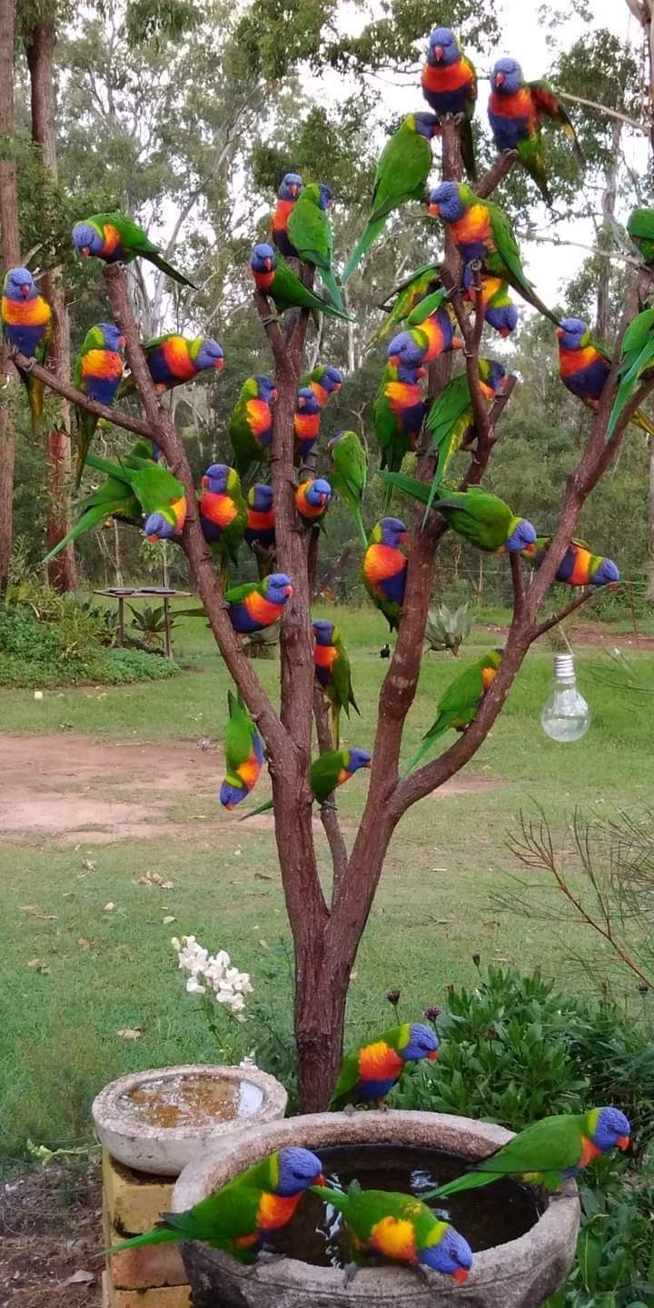 RAINBOW LORIKEET: is a species of parrot found in Australia. It is common along the eastern seaboard, from northern Queensland to South Australia. Its habitat is rainforest, coastal bush and woodland areas.