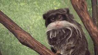 The very wise looking Emperor Tamarin Monkey.