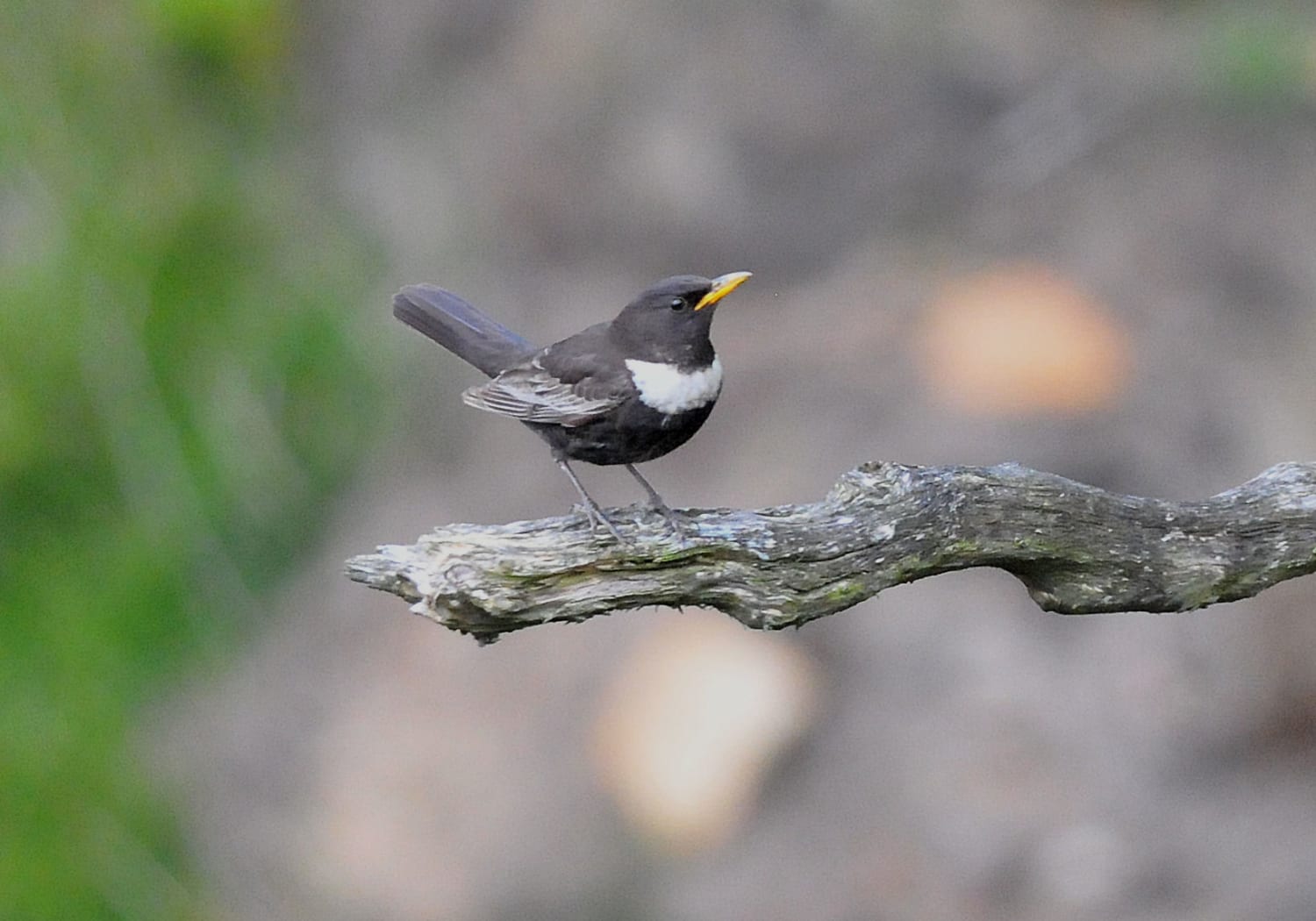 Slow Birding: Twenty Years Observing Ring Ouzels