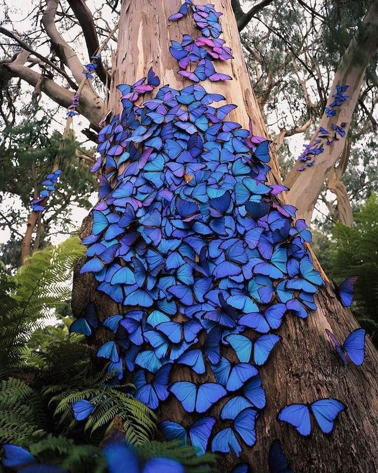 Blue Morpho butterflies