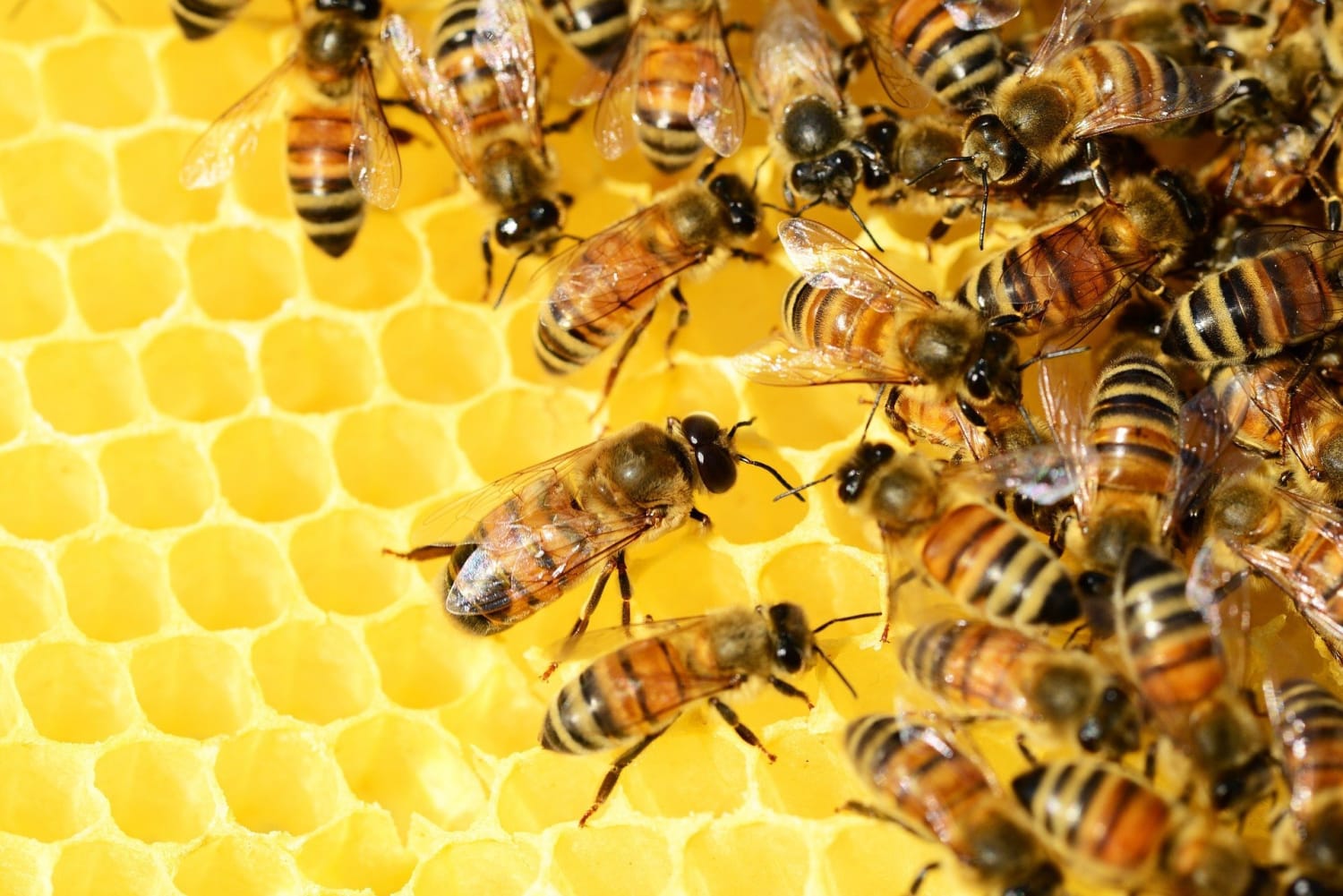 South African worker honeybees reproduce by making near-perfect clones of themselves