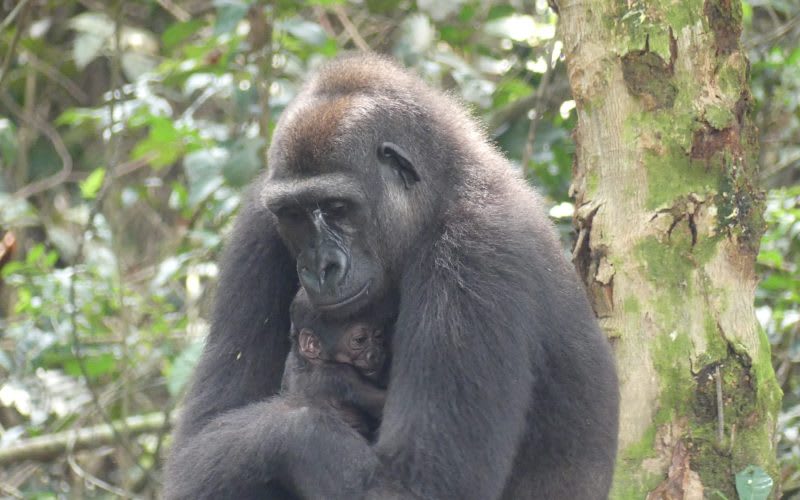 Mayombe the Gorilla, holding her newborn baby. Her baby, born on June 13th, is the first ever baby Gorilla born in the wild from parents who grew up in captivity