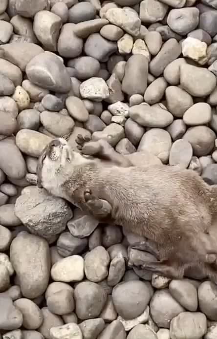Otters juggle rocks more when they are hungry. In captivity, the increase in rock juggling occurs when feeding time draws close — suggesting that it could indicate excitement for food.
