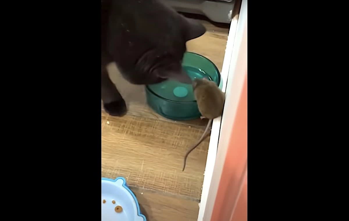 Watch: A cat is supposed to catch mice, but this one shares his water with a stray mouse