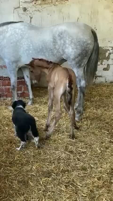 Good boy makes a new friend