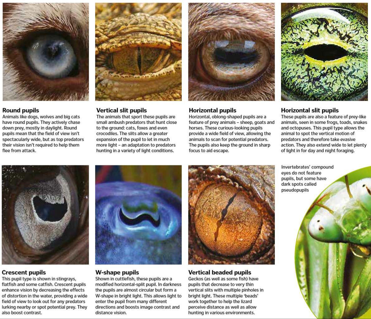 The who's and why's of Animal Eyes 👀