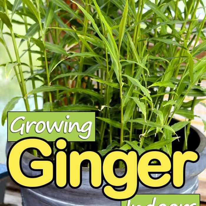 How to Grow Ginger Indoors - Quiet Corner