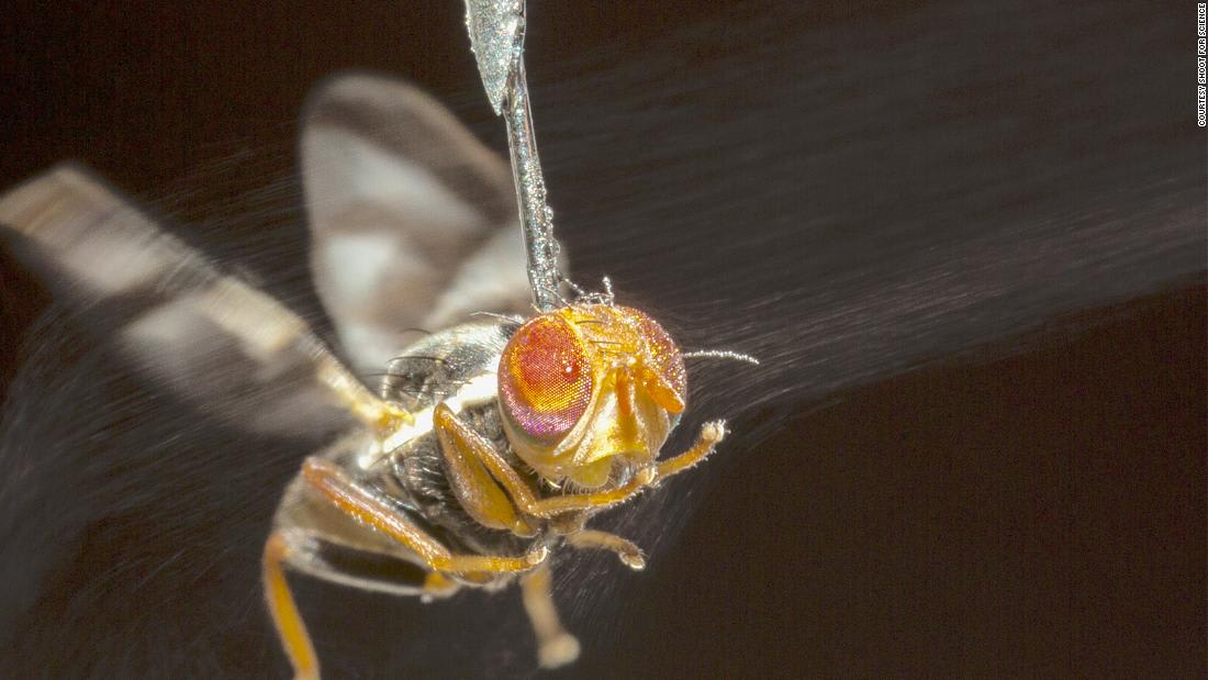 Scientists create video game to unlock how flies navigate