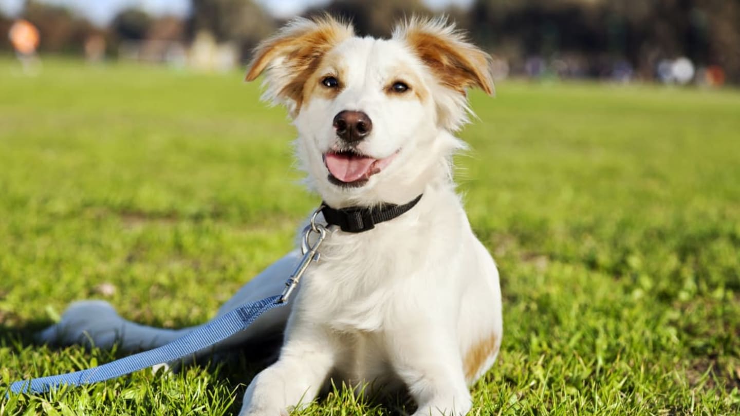 Is There a Difference Between Mutts and Mixed-Breed Dogs?