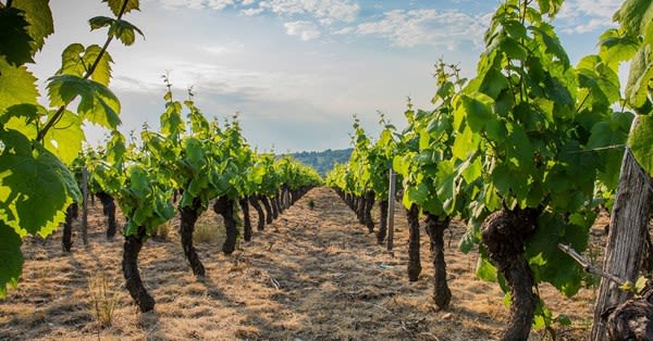 Beaujolais to be granted rights for Bourgogne AOC production