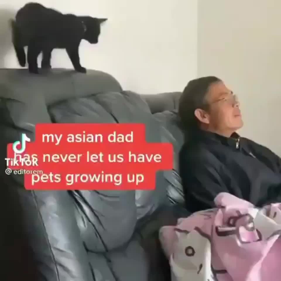 All dads are cat lovers, they just don't know it yet