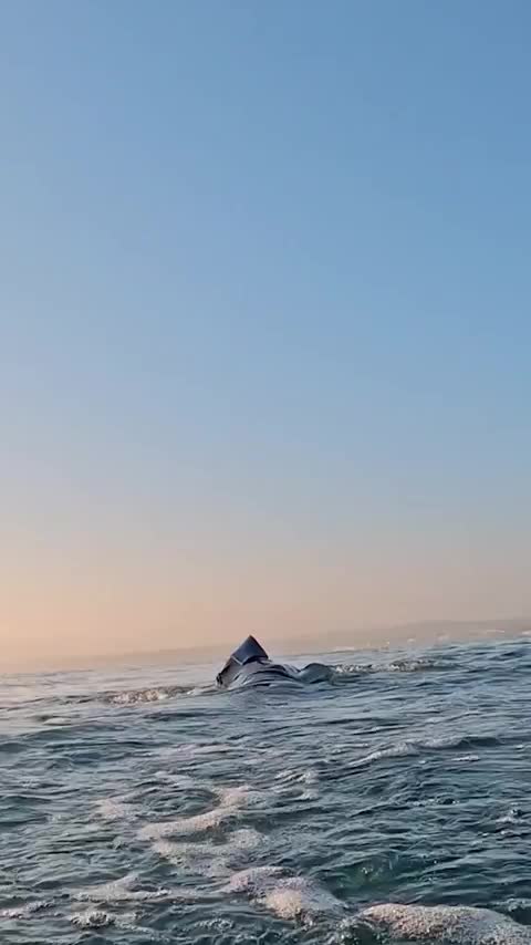 Great white shark jumping out of the water