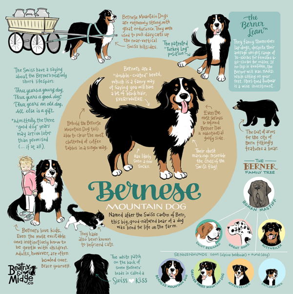 Bernese Mountain Dog Infographic Print