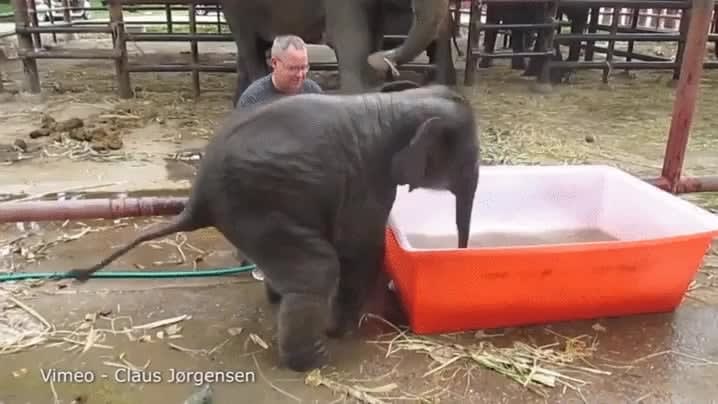 Bath time for the baby elephant
