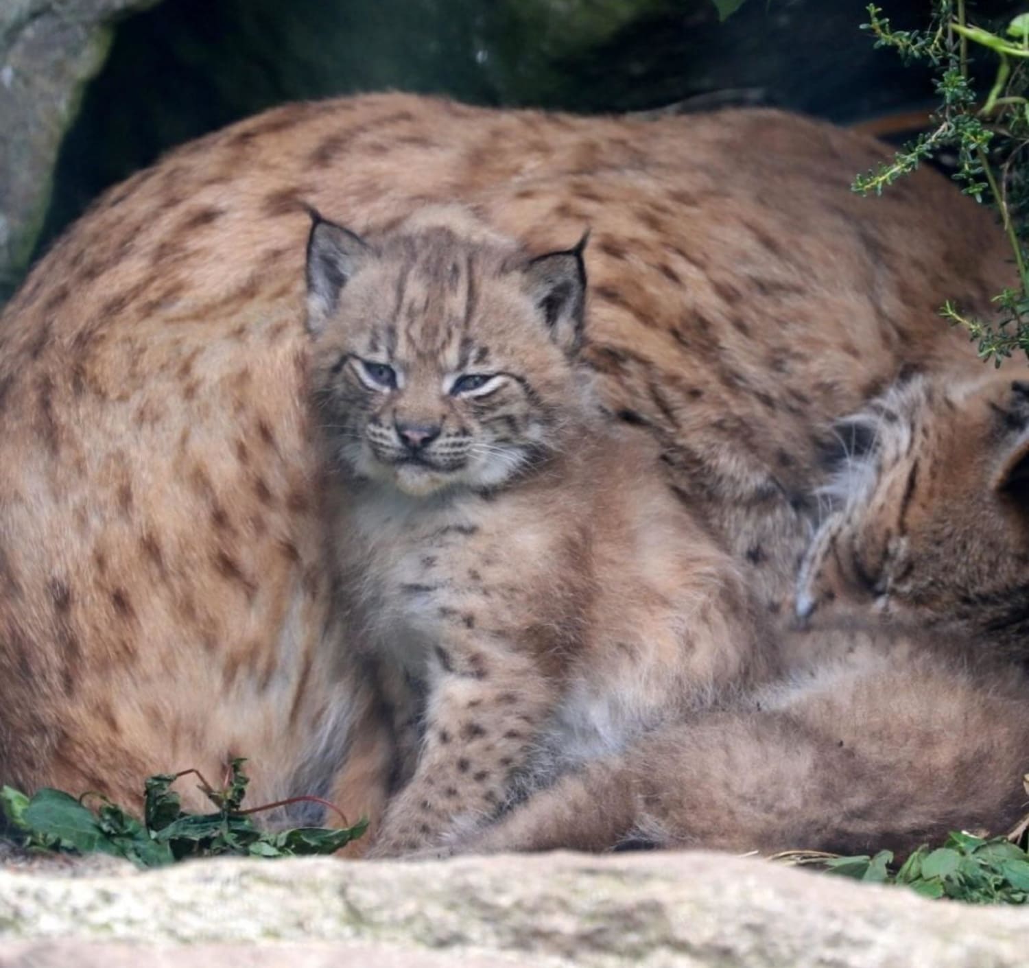 Gorgeous lynx cub resisting nap time!