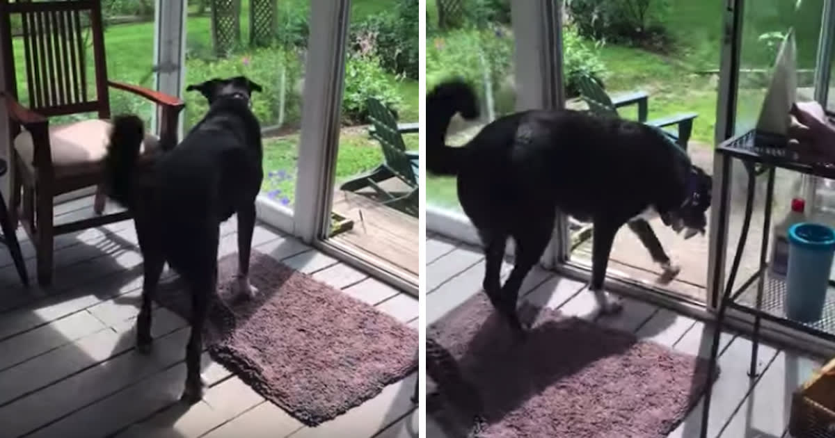 Dog Sees Bird Trapped On The Porch, Gently Catches And Releases It -