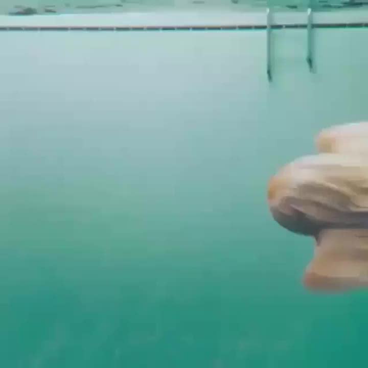 Just going for a little swim.