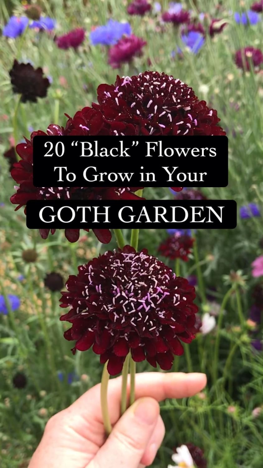 20 “Black” Flowers to Grow in Your Goth Garden