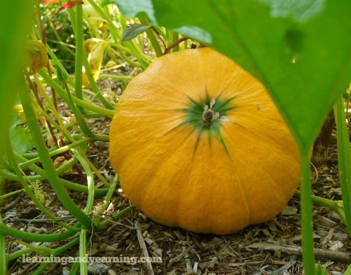 How to Grow Pumpkins: From Seed to Harvest