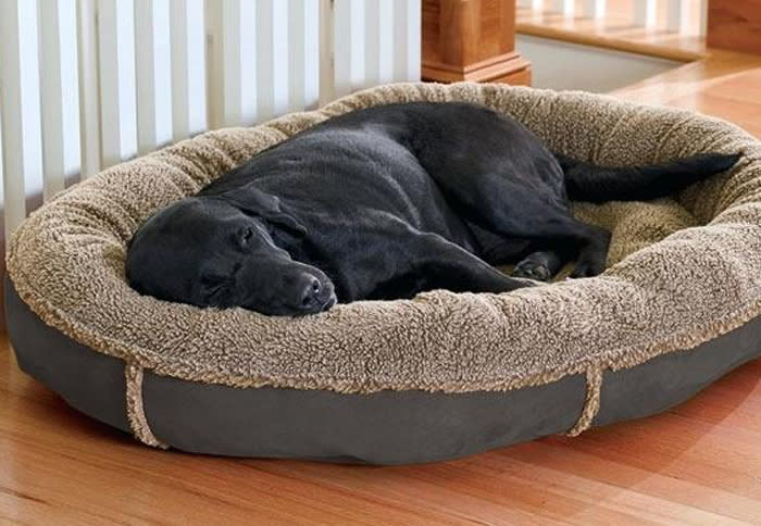 The 5 Best Fully Machine Washable Dog Beds