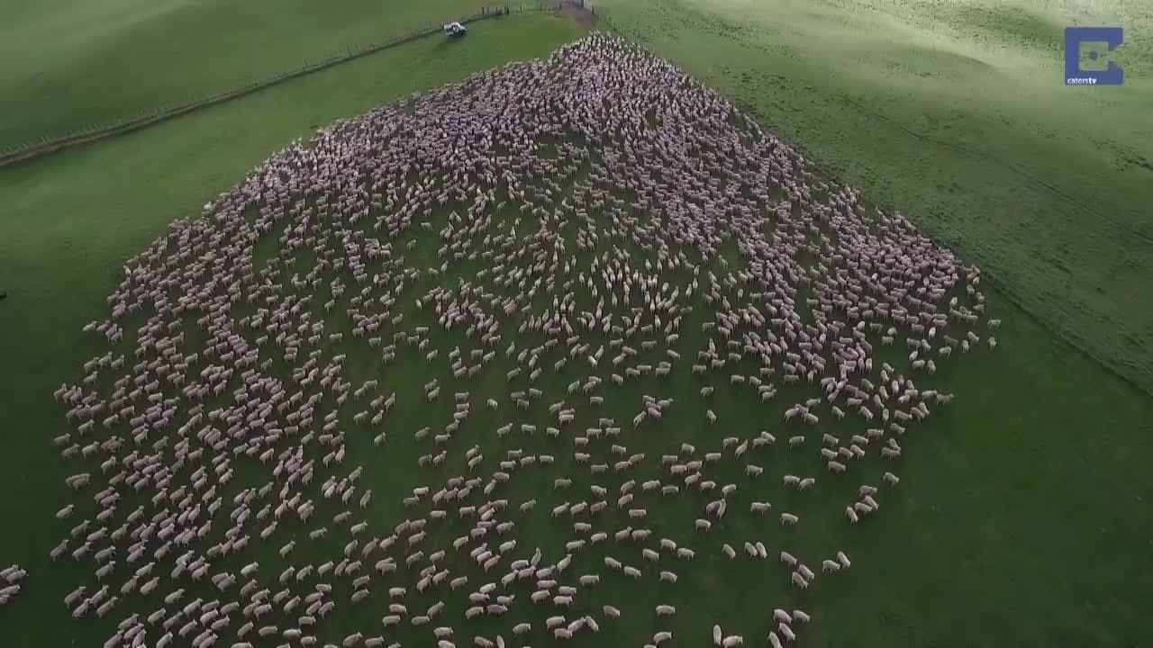 Mesmerizing footage of sheepdogs at work...