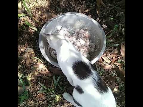 Share foods with stray animals. Cats and dog is created by god too.