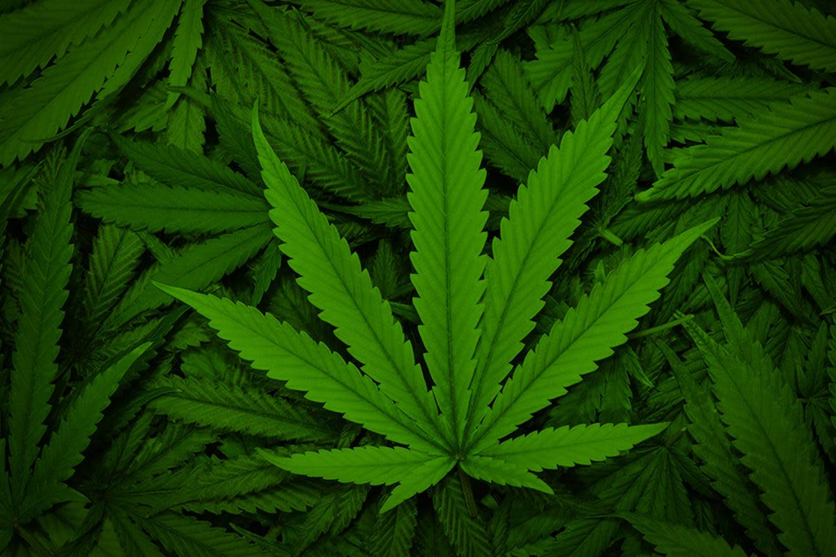 These 3 Marijuana-Related Stocks are Ripe for Takeover
