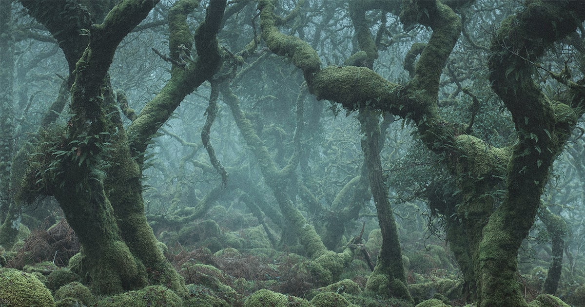 Enchanting Photographs of a Misty English Wood by Neil Burnell