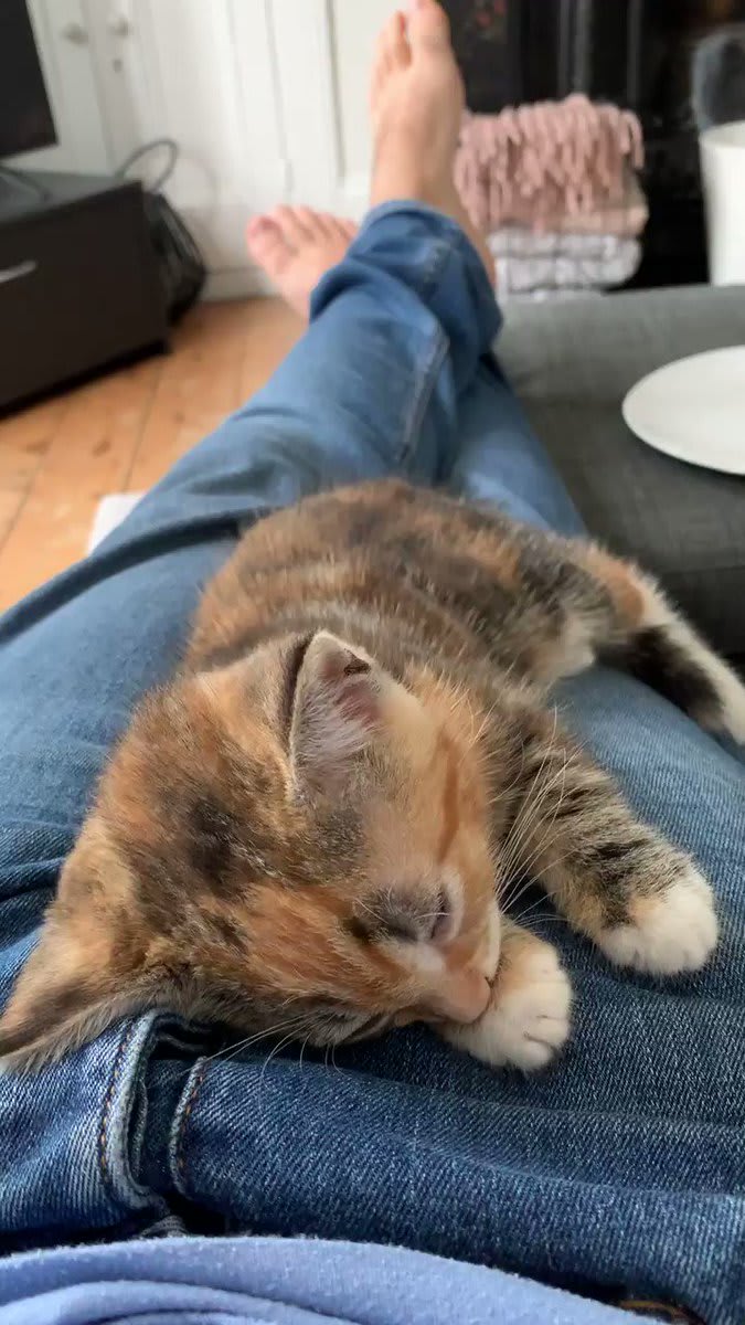 "Very boring clip of my kitten dreaming"