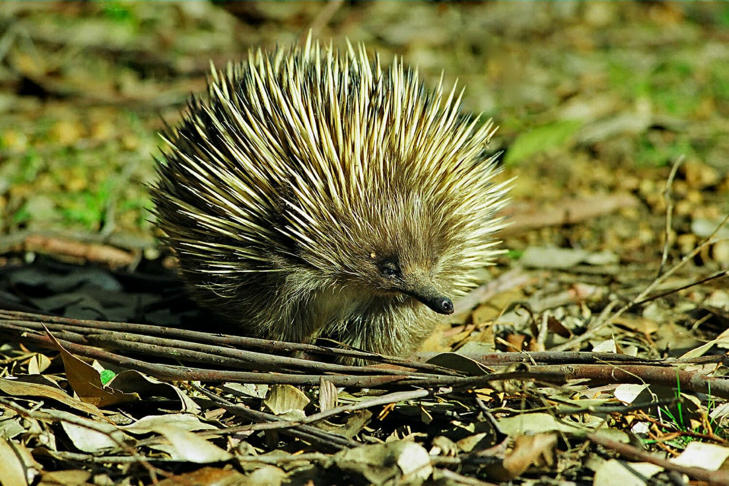 Sydney Animals – Where to See Australian Native Wildlife in Sydney