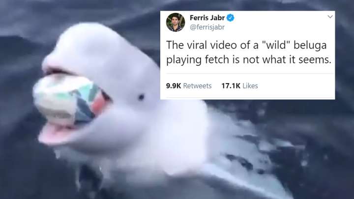 The Video Of A Beluga Playing 'Fetch' Is Actually A Reminder That Everything Is Terrible