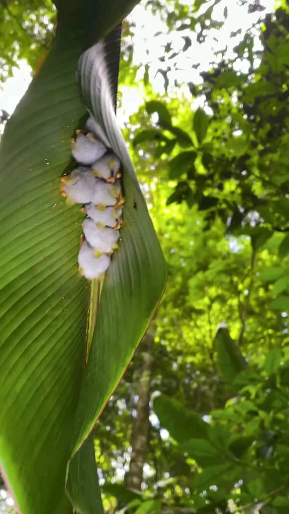 Honduran white bats nest in Heliconia plant leaves, by building upside-down V-shaped ‘tents’.