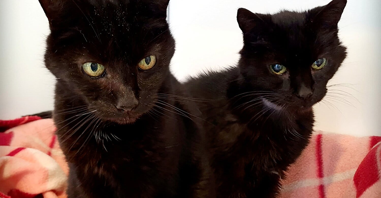 21-Year-Old Cat Brothers Find a New Home After Desperate Plea: 'They Just Should Not Be in Rescue'