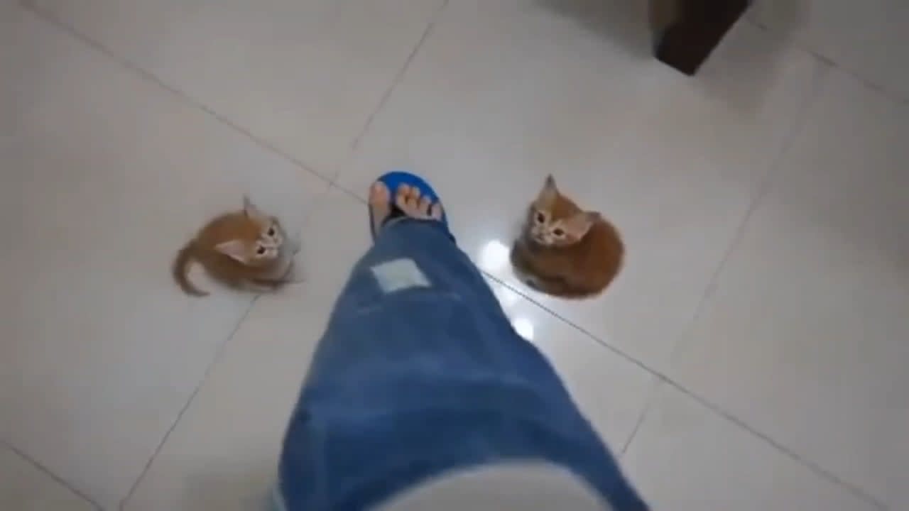 pAcK Of wIlD TiGeRs fUcKiNg mAuL HuMaN To dEaTh