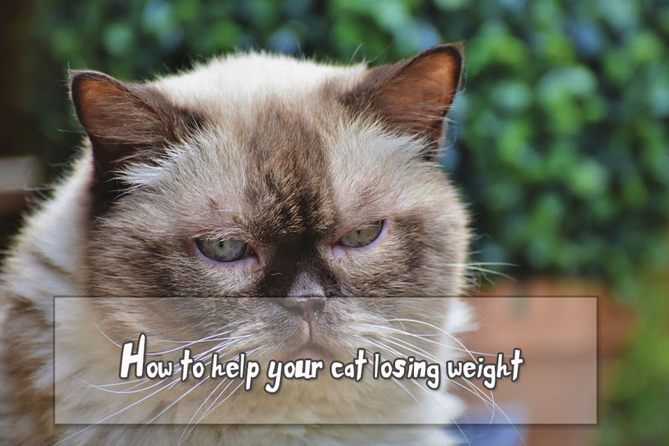 How to help your cat losing weight