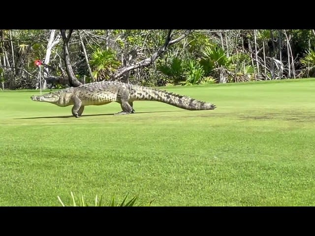 Huge Crocodile Strolls on Golf Course in Mexico - 1210481